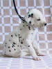 Dalmatische hond puppies