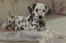 dalmatian puppy on sofa